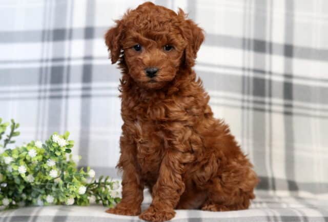 Freddie Mini Poole image