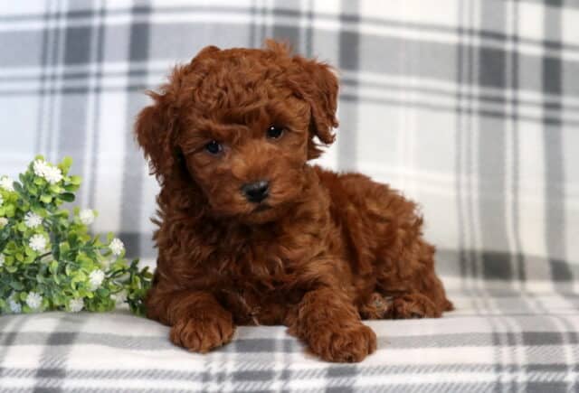 Freddie Mini Poole2 image