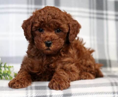 Frost Mini Poodle