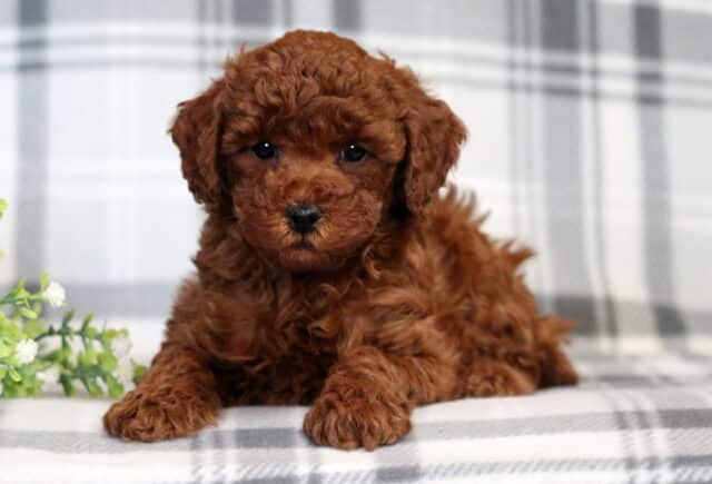 Frost Mini Poodle image