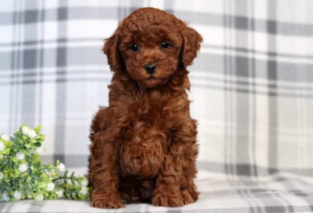 Frost Mini Poodle2 image