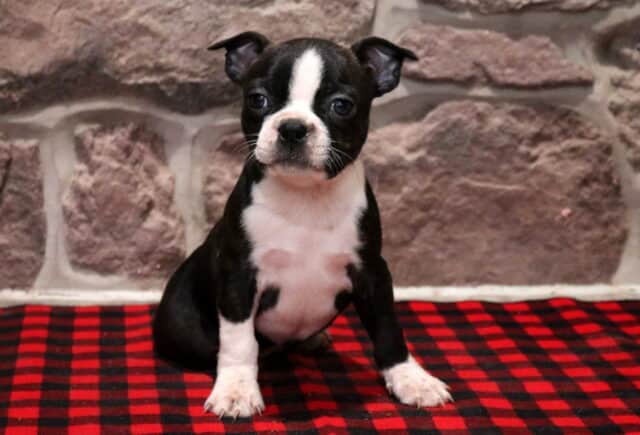 Black and white Boston Terrier puppy sitting on a red buffalo plaid blanket, featuring a white blaze, white chest, and white front paws against a stone wall backdrop. image