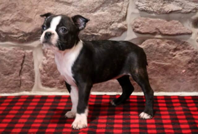 Black and white Boston Terrier puppy standing on a red buffalo plaid blanket, showing a white blaze, white chest, and white paws, photographed in front of a rustic stone wall backdrop. image