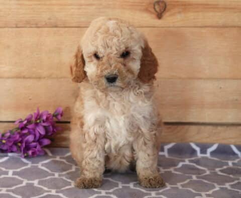 Furby Cavapoo