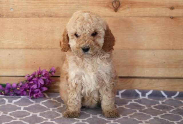 Furby Cavapoo image