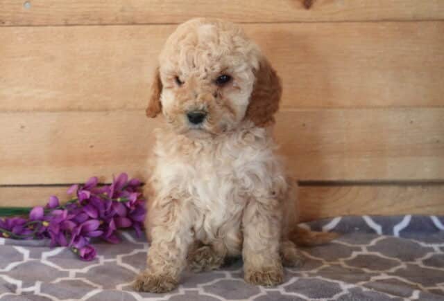 Furby Cavapoo2 image