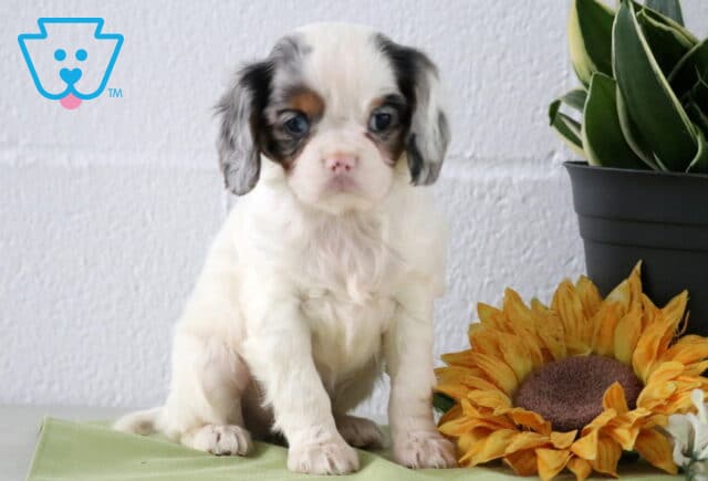 Merle Cavapoo puppy with white coat and gray-black markings sitting indoors beside a sunflower and potted plant, featuring soft wavy fur and bright eyes. image