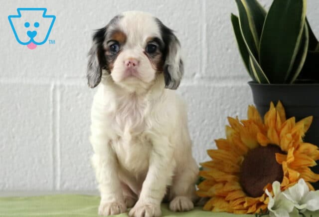 Merle tri-color Cavapoo puppy with white coat and gray-black facial markings sitting indoors next to a sunflower and potted plant, featuring soft wavy fur and round expressive eyes image