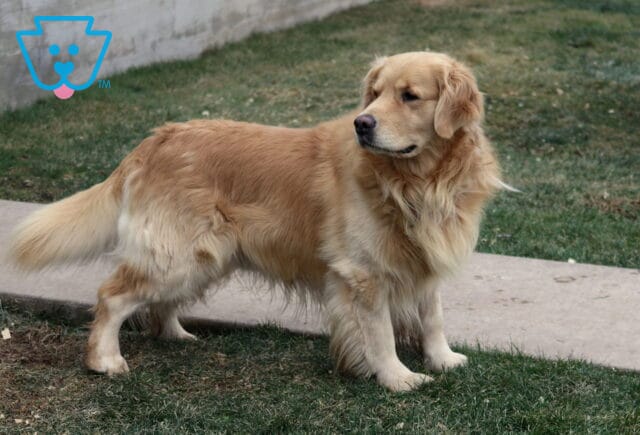 Irish Valley Big Ben Golden Retriever Leon Peachey image