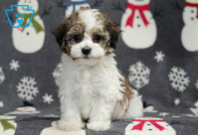 Havanese puppy sitting upright on a snowman-print blanket, featuring a fluffy white coat with light brown and gray markings, round dark eyes, and a sweet, alert expression in a cozy indoor setting. image