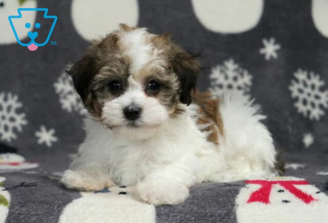 Havanese puppy lying on a snowman-patterned blanket, showing a fluffy white coat with soft brown and gray markings, bright dark eyes, and a gentle, cuddly expression in a cozy indoor photo setting. image