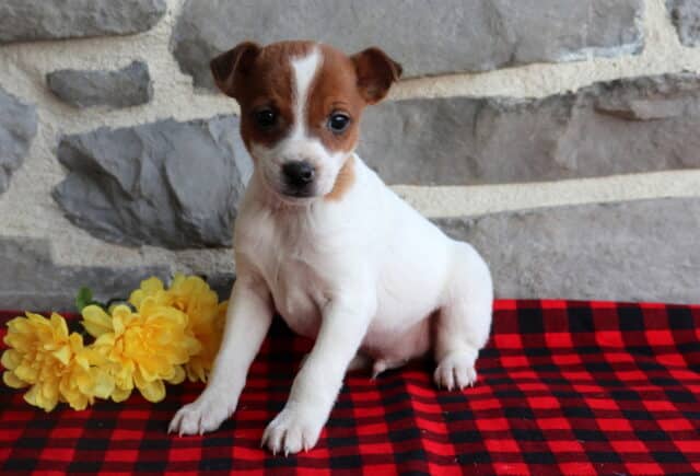 Jack Russell Terrier puppy with a white coat and brown markings sitting on a red plaid blanket beside yellow flowers, alert and curious expression. image
