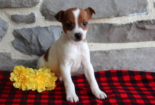 Jack Russell Terrier puppy with brown ears and white blaze sitting on a red and black plaid blanket next to yellow flowers, posing in front of a stone wall. image