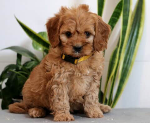 Jackson Cavapoo