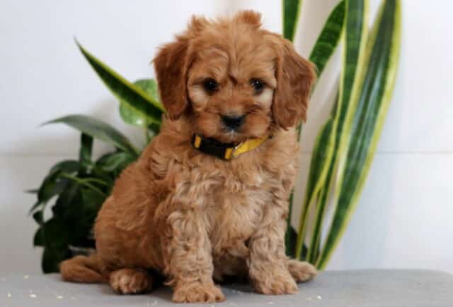 Jackson Cavapoo image