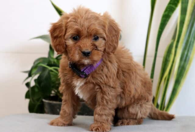 Fluffy red Cavapoo puppy with a curly coat and purple collar sitting on a soft bench beside green indoor plants, looking calm and curious. image