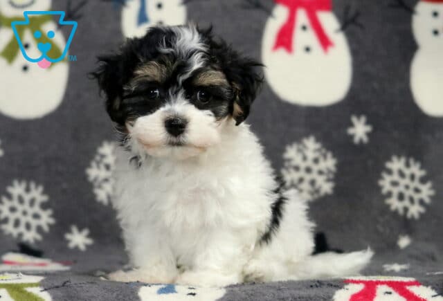 Havanese puppy sitting on a snowman-patterned blanket, featuring a fluffy white coat with black and tan markings, a soft wavy texture, and bright dark eyes in a cozy indoor portrait. image