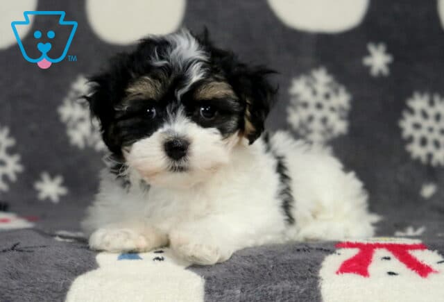 Havanese puppy lying on a winter-themed blanket, showing a fluffy white coat with black and tan facial markings, soft curls, and gentle dark eyes in a cozy indoor setting. image