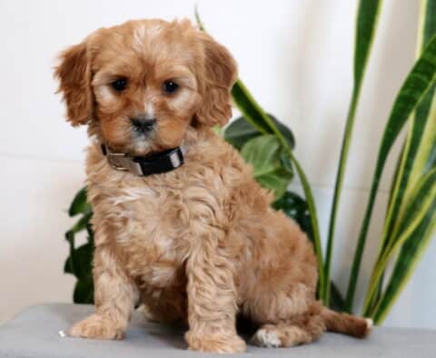 Jamie Cavapoo2