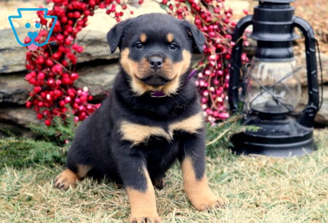 Black and tan Rottweiler puppy sitting on grass, facing forward with classic tan eyebrow and chest markings, photographed in front of a stone wall with red berry branches and a black lantern. image