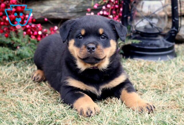 Black and tan Rottweiler puppy lying on grass with front paws stretched forward, looking at the camera, with red berry branches, greenery, and a black lantern in the background. image