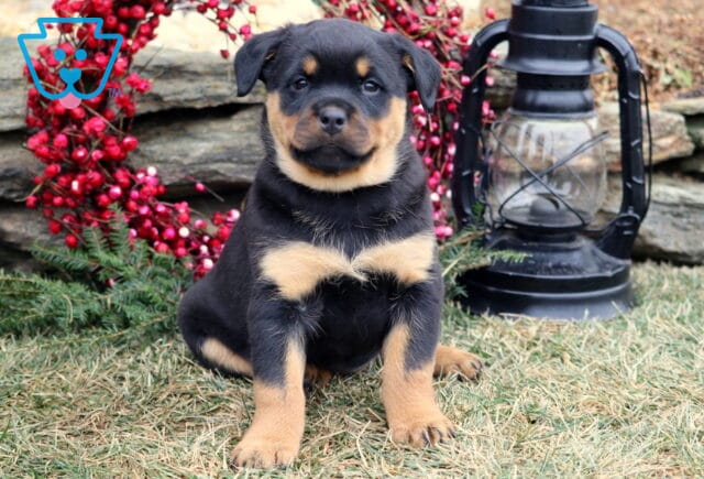 Black and tan Rottweiler puppy sitting on grass, facing forward, with a stone wall, red berry wreath, evergreen branches, and a black lantern in the background. image