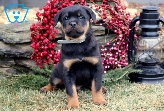 Black and tan Rottweiler puppy sitting on grass, wearing a gray collar, facing forward with a calm expression, with a stone wall, red berry wreath, evergreen branches, and a black lantern in the background. image