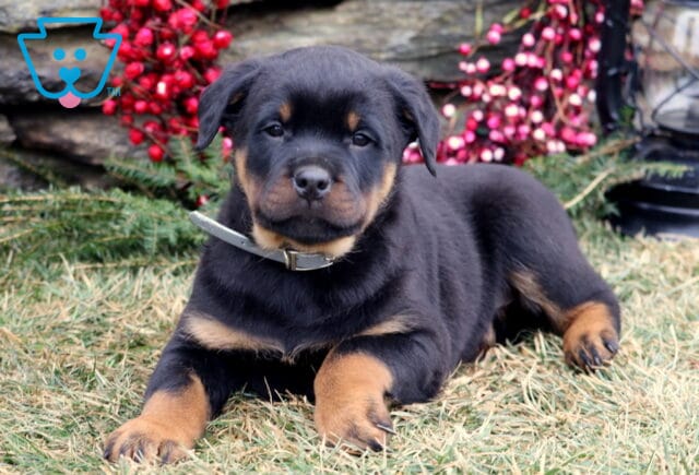 Black and tan Rottweiler puppy lying on grass with front paws stretched forward, wearing a gray collar, looking directly at the camera, with a stone wall, evergreen branches, red berry wreath, and a black lantern in the background. image
