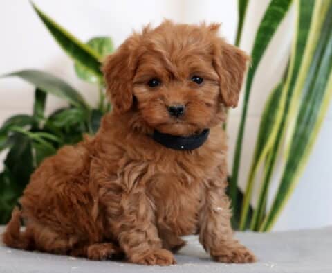 Jasper Cavapoo