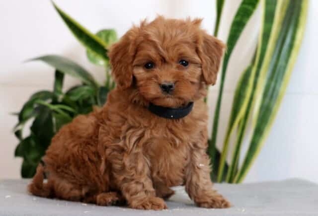 Jasper Cavapoo image