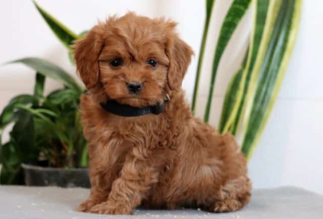 Jasper Cavapoo2 image