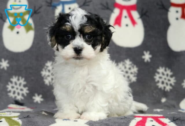 Havanese puppy sitting on a winter snowman blanket, featuring a fluffy white coat with black facial markings, bright dark eyes, and a sweet, attentive expression in a cozy studio setting. image