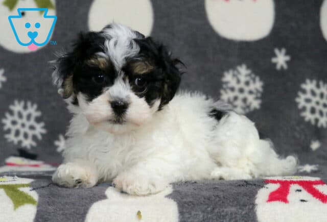 Havanese puppy lying on a snowman-patterned winter blanket, showing a fluffy white coat with black patches, a dark expressive face, and soft wavy fur in a cozy indoor photo setting. image
