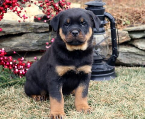 Jasper Rottie