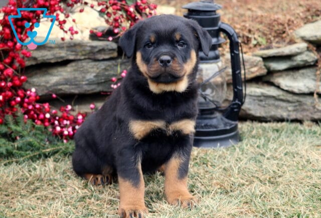 Black and tan Rottweiler puppy sitting on grass, facing the camera, with floppy ears and tan markings on the chest and legs, posed in front of a stone wall with a red berry wreath, evergreen branches, and a black lantern in the background. image