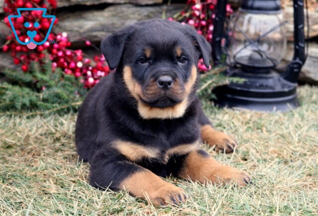 Black and tan Rottweiler puppy lying on grass with front paws stretched forward, looking at the camera, featuring tan markings on the face, chest, and legs, photographed in front of a stone wall with red berry accents, evergreen greenery, and a black lantern in the background. image