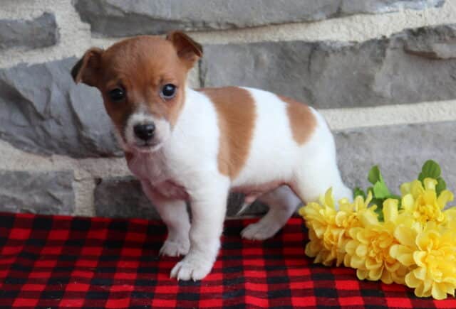 Jack Russell Terrier puppy with a smooth white coat and warm brown patches, standing on a red buffalo plaid blanket next to bright yellow flowers in front of a gray stone wall, looking curious and alert. image