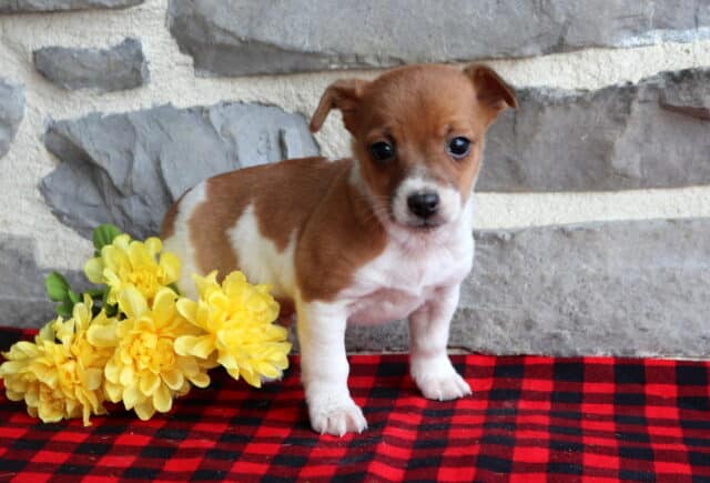 Jack Russell Terrier puppy with a white coat and rich brown markings, standing on a red and black buffalo plaid blanket beside bright yellow flowers, photographed against a rustic gray stone wall. image