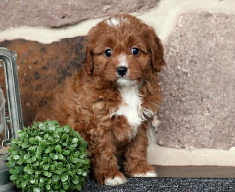 Jayla Cavapoo