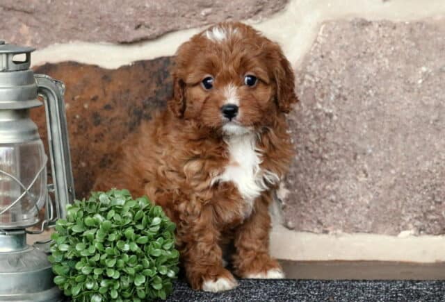 Red Cavapoo puppy sitting beside a vintage lantern and green plant against a stone backdrop, featuring a curly coat, white chest markings, and sweet expressive eyes. image