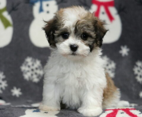 Jayla Havanese2