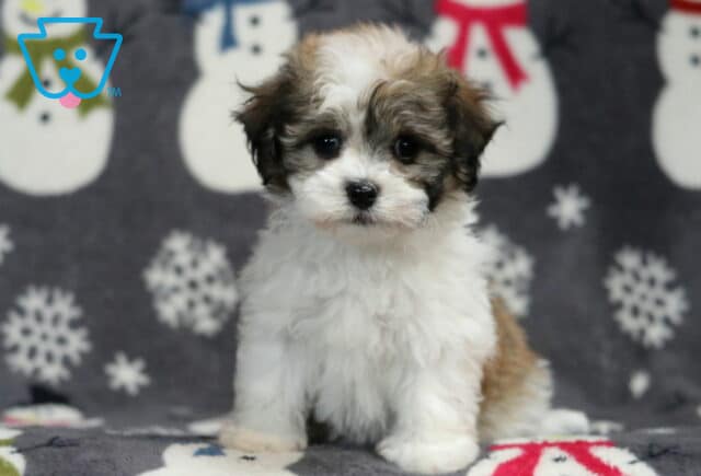 Havanese puppy sitting upright on a winter-themed snowman blanket, showing a fluffy white coat with light brown and gray markings on the face and ears, soft wavy fur, and gentle dark eyes. image
