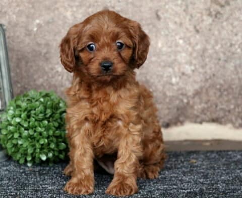 Jazzy Cavapoo
