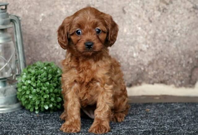 Red Cavapoo puppy sitting on a gray surface with a rustic lantern and green plant, featuring a curly coat, floppy ears, and sweet expressive eyes. image