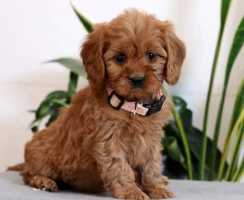 Jelly Cavapoo