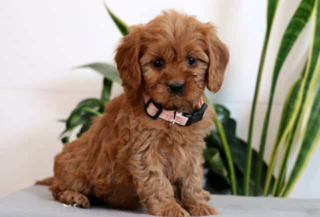 Jelly Cavapoo image
