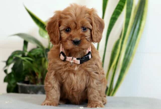 Jelly Cavapoo2 image
