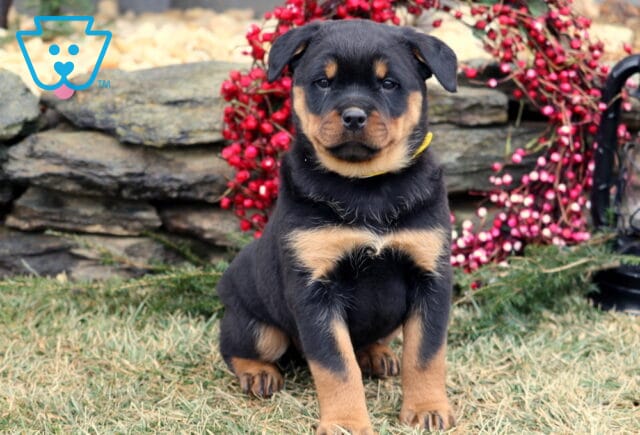Black and tan Rottweiler puppy sitting on grass in front of a stone wall decorated with red berries, showing classic Rottweiler markings and a sturdy, alert posture. image