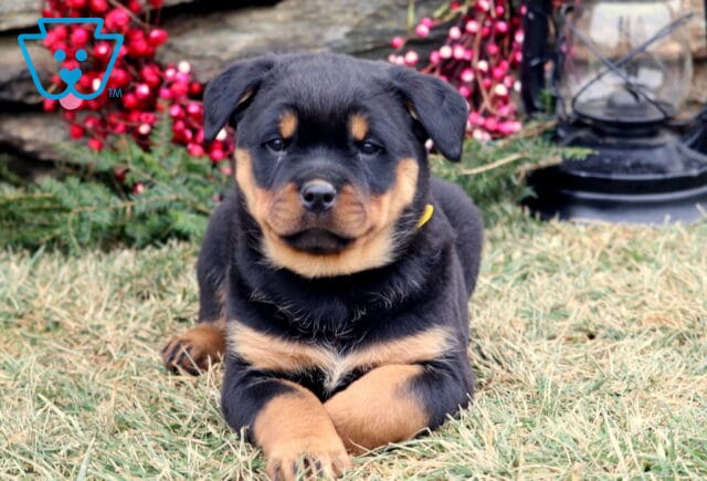 Black and tan Rottweiler puppy lying on grass with front paws crossed, featuring classic facial markings and a calm expression, posed in front of a stone wall with red berry decorations. image
