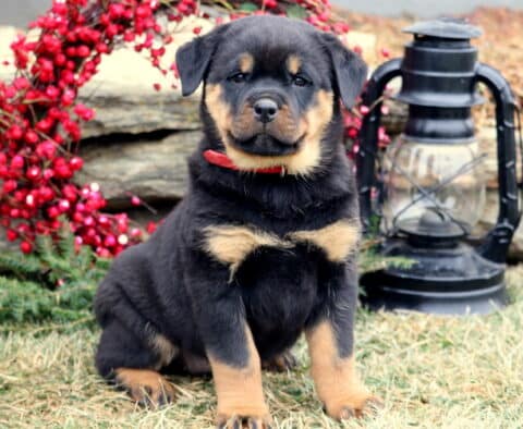 Jewel Rottie